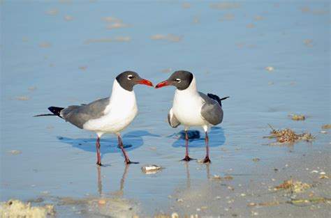 Free Images : beach, landscape, sea, coast, water, nature, bird, white, shore, animal, seabird ...