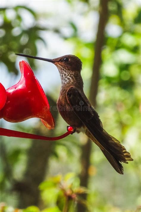 Hummingbirds at the Feeder in Cocora Valley Stock Photo - Image of bird ...