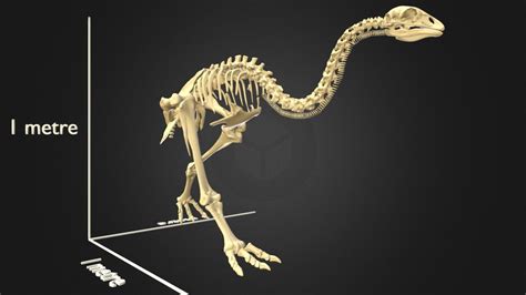 Little bush moa skeleton - Download Free 3D model by Auckland Museum (@aucklandmuseum) [b658205 ...