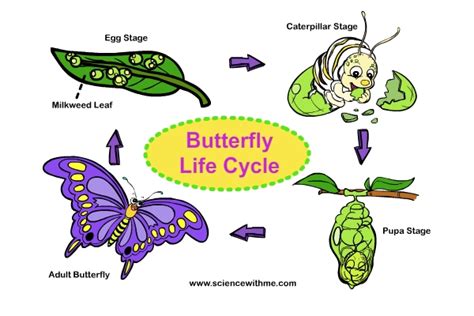 Science With Me - Life cycle of the Butterfly