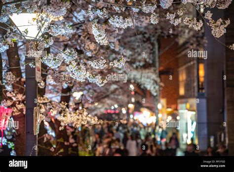 Cherry blossom season in Tokyo at Meguro river, Japan Meguro river ...