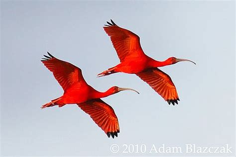 scarlet ibis flying - Google Search | Bird pictures, Paper birds, Pet birds