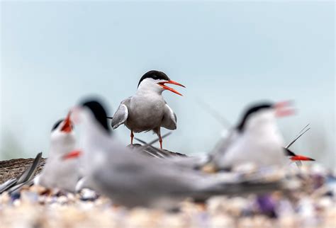 Manmade Common Tern breeding platform on Behance