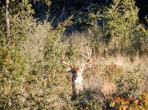 Whitetail Deer Hunting Ranch in Texas Hill Country