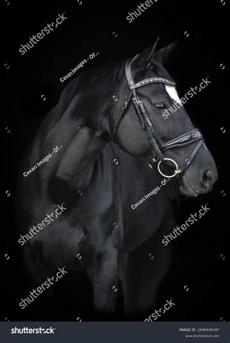 Horse Minimalist Photos and Images | Shutterstock