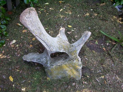 Whale bone | Old whale spine bone vertebrae | Vicki | Flickr