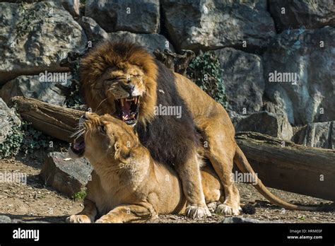 Lion And Lioness Mating High Resolution Stock Photography and Images ...