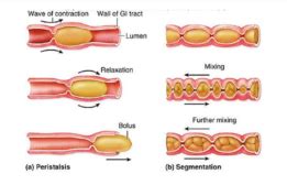 Peristalsis - Definition and Examples - Biology Online Dictionary