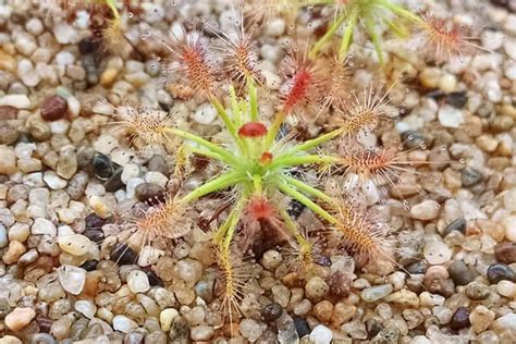 Sundew Plant Complete Care | Plantly