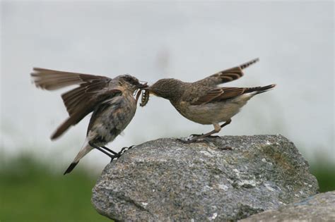 Northern Wheatear – FranLaff.com