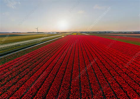 Aerial view of a tulip field, The Netherlands - Stock Image - F038/9005 ...