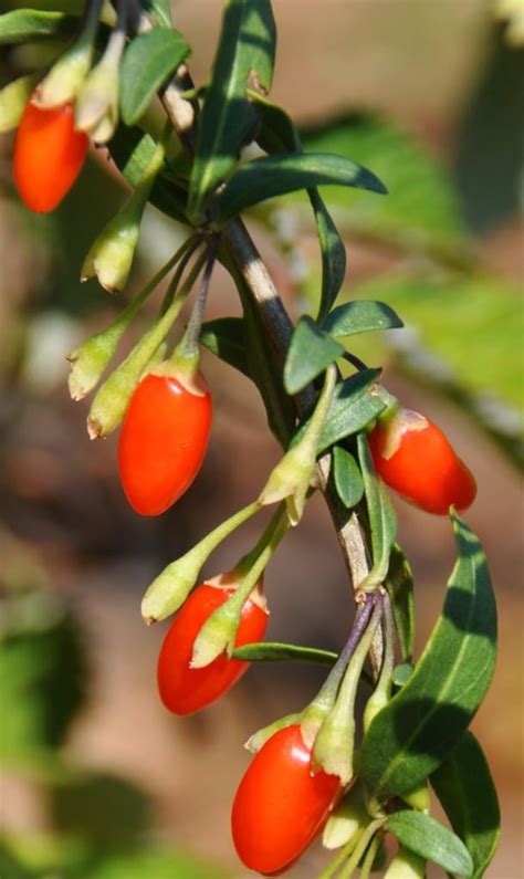 Goji berry - growing, pruning, fruiting, care and health benefits