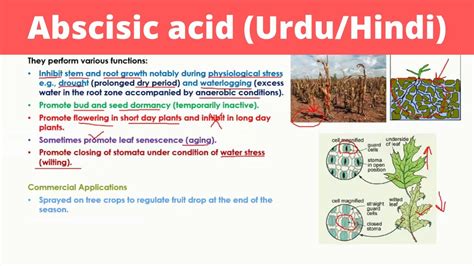 Abscisic Acid in Urdu | Phytohormones - YouTube