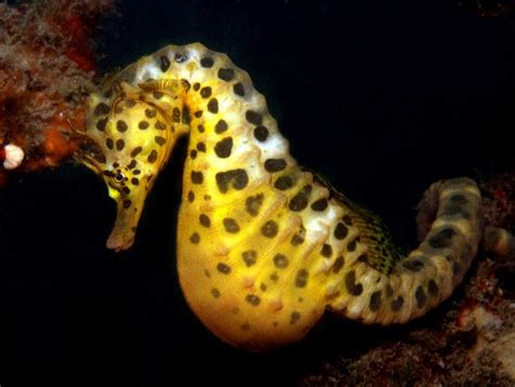 Fish Index: Big Belly Seahorse (Hippocampus abdominalis)