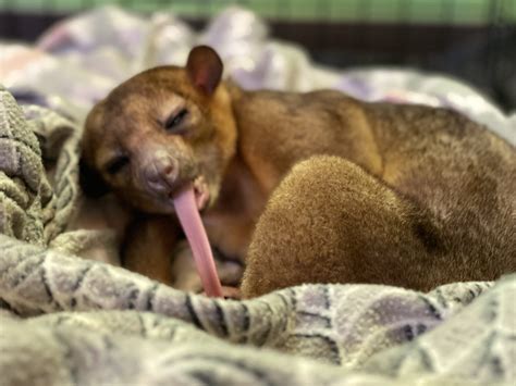 10 Most Interesting Kinkajou Facts — The Lost and Found Jungle Hostel