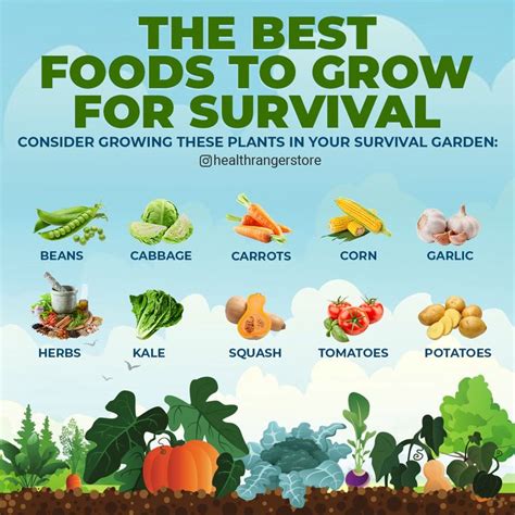 The top 10 best foods to grow for survival. | Gardening supplies ...