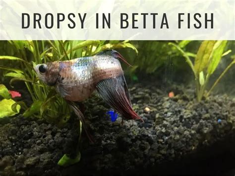 Dropsy in Betta Fish | Fishkeeping World