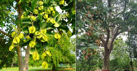 How to Grow Arjun Tree | Taking Care of Arjun ka Ped • India Gardening