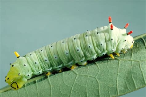 Caterpillar Identification Guide: Find Your Caterpillar With Photos and ...