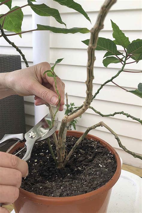 How to Grow and Care for Poinsettias | Gardener’s Path