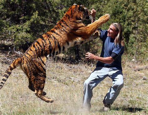 Unbelievable Tiger Attack | Animals attacking humans | Pictures | Pics ...