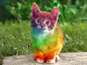 Rainbow Kitten | Rainbow kittens, Cats and kittens, Cute animals