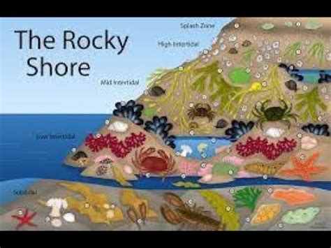 Rocky Shore Ecosystem - YouTube