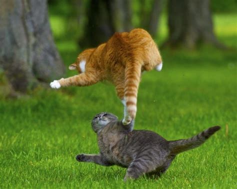 flying cats | Cats, Jumping cat, Kittens