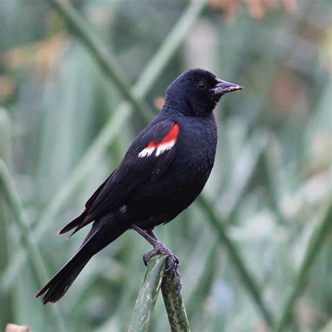 Tricolored Blackbird | Department of Biology | CSUSB