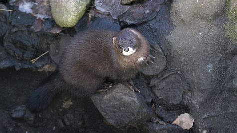 The European mink (Mustela lutreola) is among Europe's rarest mammals. Once widespread, a ...