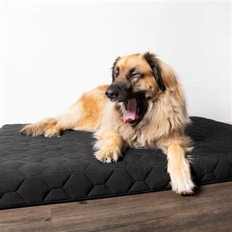 What To Know About Orthopedic Dog Beds