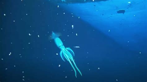 Here’s New Footage of a Giant ‘Mystery’ Squid Near a Shipwreck