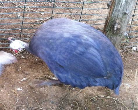 Guinea Fowl Colors : 7 Various Beautiful Colors of Guinea Fowl