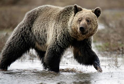 Yellowstone Grizzly Bear to Lose Endangered Species Protection - The New York Times