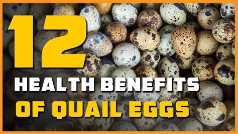 Quail Eggs Health Benefits