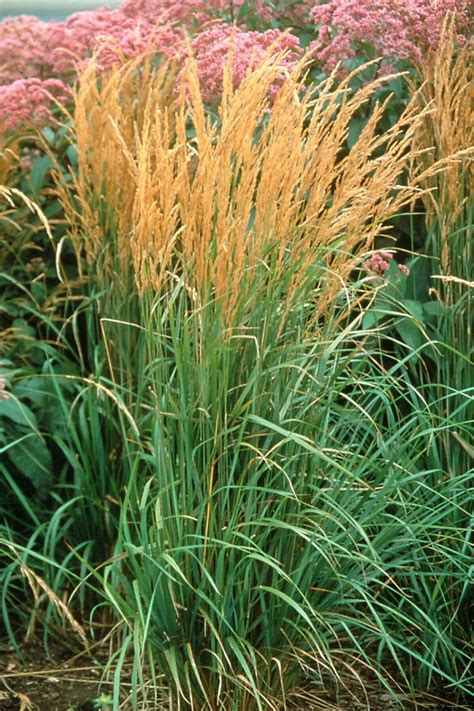 22 Terrific Tall Grasses | Tall ornamental grasses, Ornamental grasses, Feather reed grass