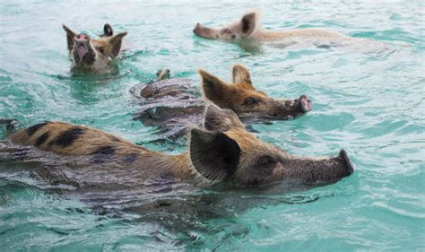 Beach holidays 2018: Visit the Bahamas for a unique pig-filled holiday | Beach Holidays | Travel ...