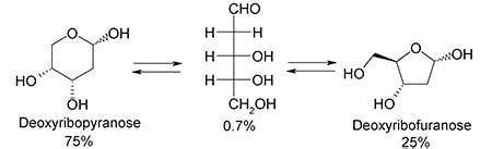 Deoxyribose Sugar | Definition, Structure & Function - Lesson | Study.com