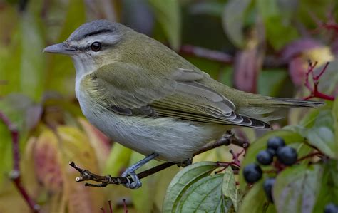 Red-eyed Vireo by Martyn Jones - BirdGuides