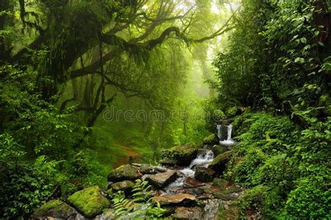 1,164,880 Jungle Stock Photos - Free & Royalty-Free Stock Photos from ...