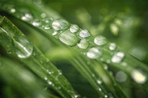 Premium Photo | Macro of raindrops on the grassxd