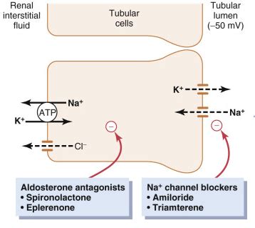 The Distal Convoluted Tubule and Collecting Duct - TeachMePhysiology