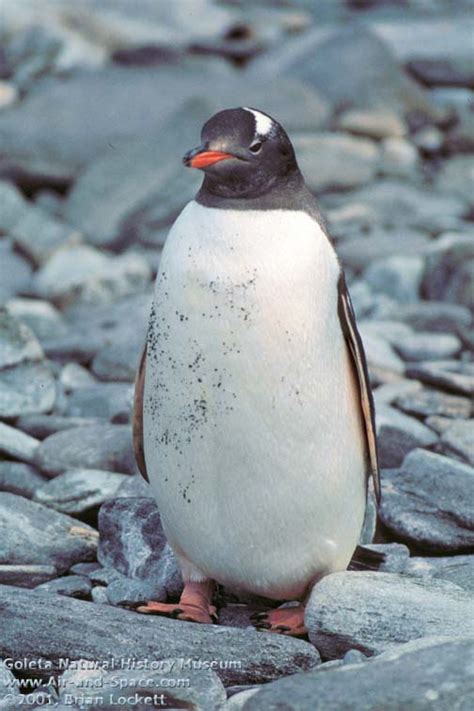 Gentoo Penguin | Wildlife | The Wildlife