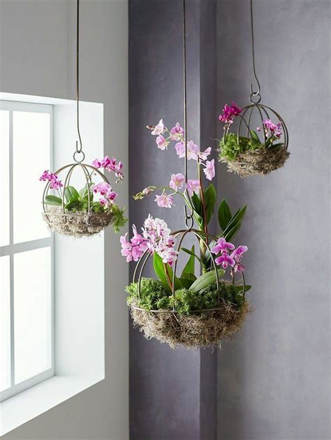 40 Dreamy Hanging Plants Ideas For Best Home Décor | Hanging plants indoor, Indoor orchids ...