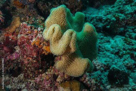 Coral reef at the Maldives Stock Photo | Adobe Stock