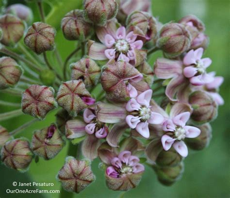 12 Native Plants for Food and Medicine