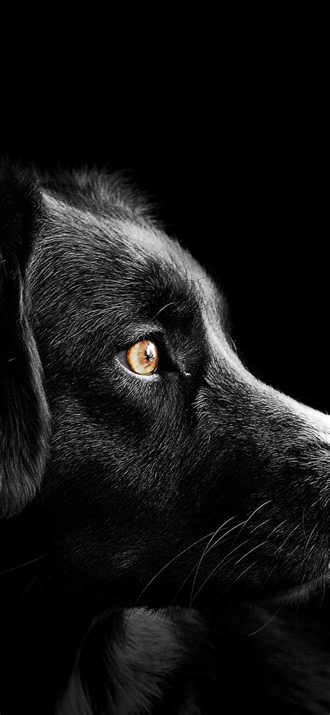 545 Wallpaper Hd Black Dog Images & Pictures - MyWeb