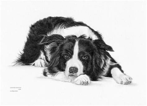 How To Draw A Border Collie at Drawing Tutorials