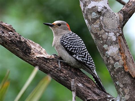 Female Red-bellied Woodpeckers (Male vs Female… | Birdfact