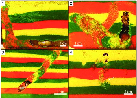 Photographs of biogenic sedimentary structures produced by modern... | Download Scientific Diagram